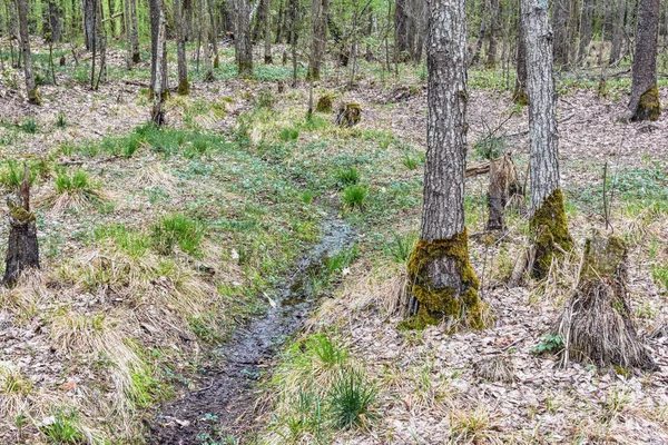 Der Ausgetrocknete Bach Alten Überwucherten Wald — Stockfoto