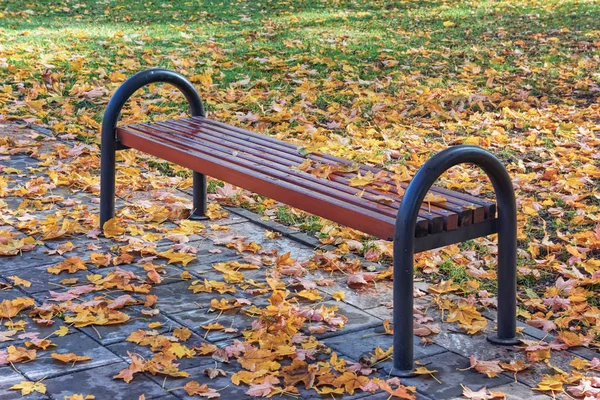 Bench Autumn Fallen Leaves Yellowed — Stock Photo, Image