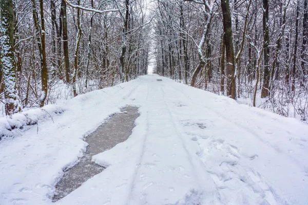 Camino Tierra Través Del Bosque Invierno — Foto de Stock