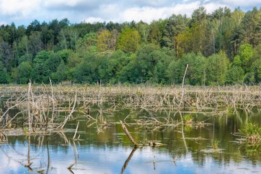 Ağaçlar kalıntılarını su ve orman içinde belgili tanımlık geçmiş su basması.