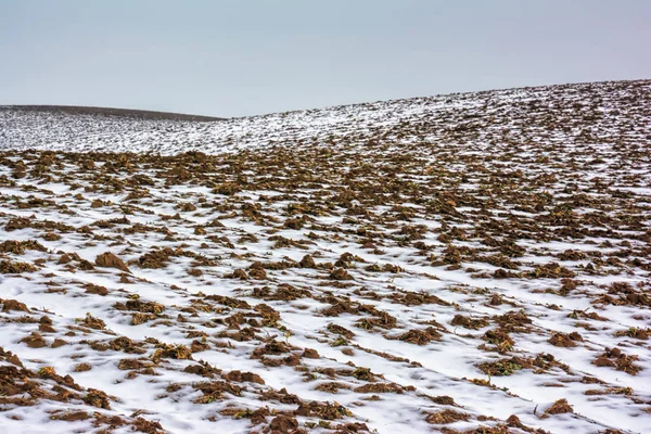 Winterlandschap Landbouw Landt Bedekt Met Sneeuw — Stockfoto