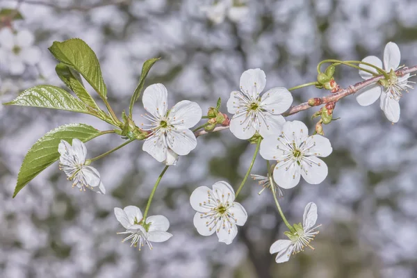 Ramo Fiori Ciliegio Sullo Sfondo Albero — Foto Stock