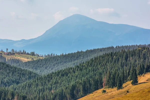 Mountain Pine Forest Sky Clouds — Stock Photo, Image