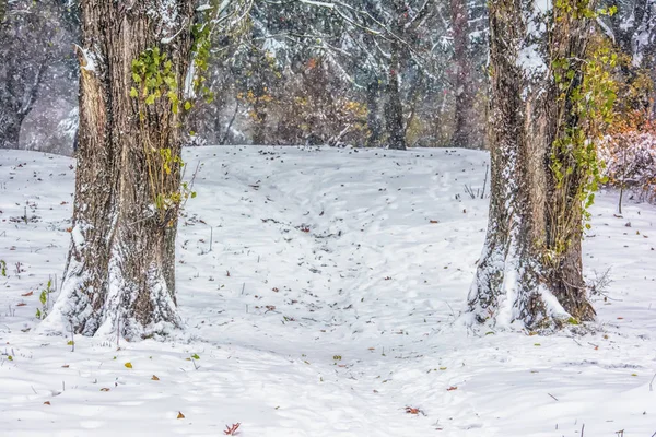 Trees Snowy Park Path — Stock Photo, Image