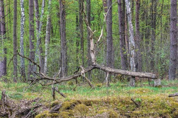 Bosque Primavera Con Árbol Caído Fondo Delantero — Foto de Stock