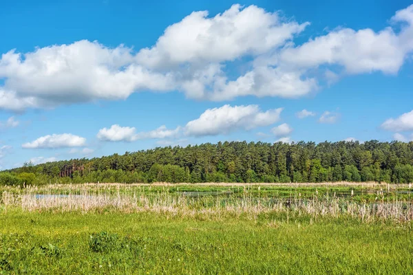 Sunny Day Shore River Forest Bank Blue Sky Clouds — Stock Photo, Image