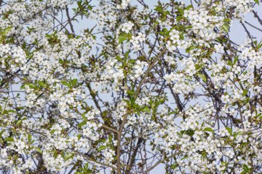 Ağaçlar ve mavi gökyüzü arka plan üzerinde kiraz çiçeği dallarında.