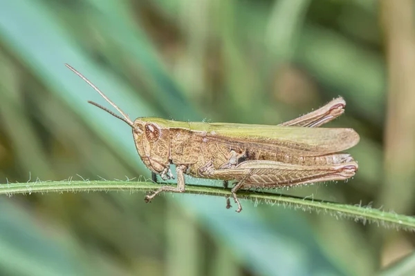 Grasshopper Tallo Hierba —  Fotos de Stock