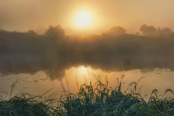 Sonne Morgennebel Über Dem Fluss Und Der Küste Mit Bäumen — Stockfoto