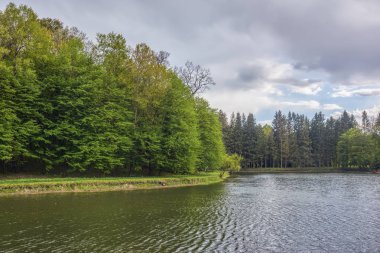 Orman, mavi gökyüzü bulutlu onlar üzerinde ortasında havuz.