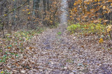 Sonbahar orman yoluyla toprak yol.