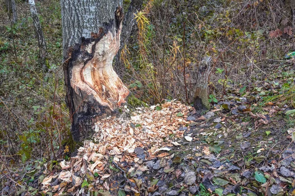 Biber Zerstörten Bäume Wald — Stockfoto