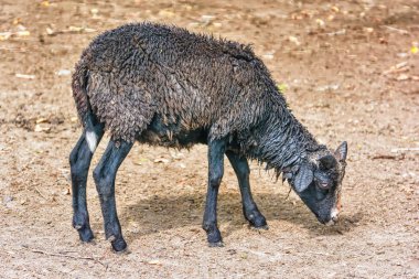 Kuzu yakın çekim içinde siyah.