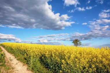 Mavi gökyüzü bulutlu bir alanın yağlı tohum tecavüz üzerinde.