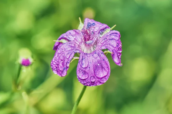 Fialový Květ Kapkách Rosy Louce — Stock fotografie