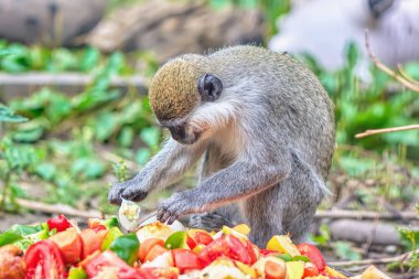 Maymun gıda sebze ve meyve bir yığın seçer..