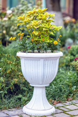 Çiçek Park kaldırımda potu.