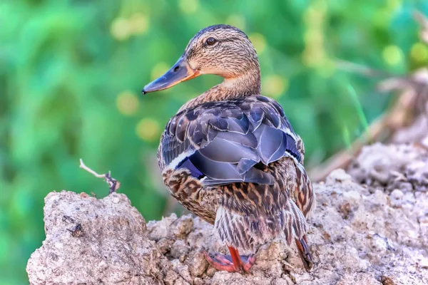 Pato Salvaje Orilla Del Río — Foto de Stock