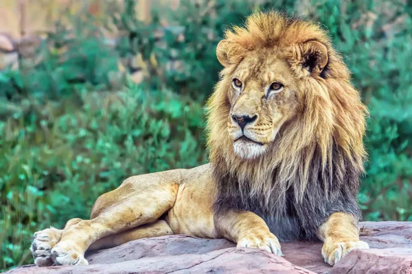 León Reposo Acostado Una Piedra Mirando Hacia Otro Lado — Foto de Stock