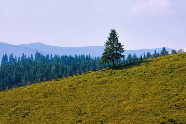 Mountain Pine Forest Sky Clouds — Stock Photo, Image