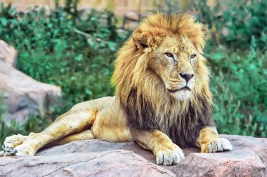Lion on rest - lying on a stone and looking away. clipart