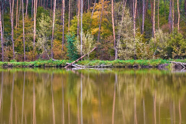 Paysage Automne Rive Lac Forestier Reflète Dans Eau — Photo