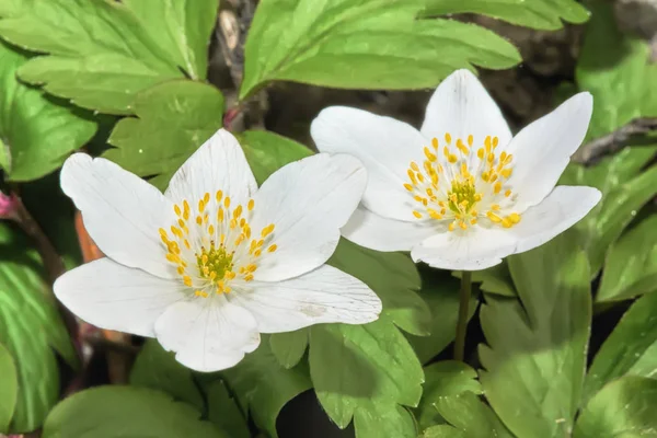 Duas Flores Brancas Anêmonas Floresta Primavera — Fotografia de Stock