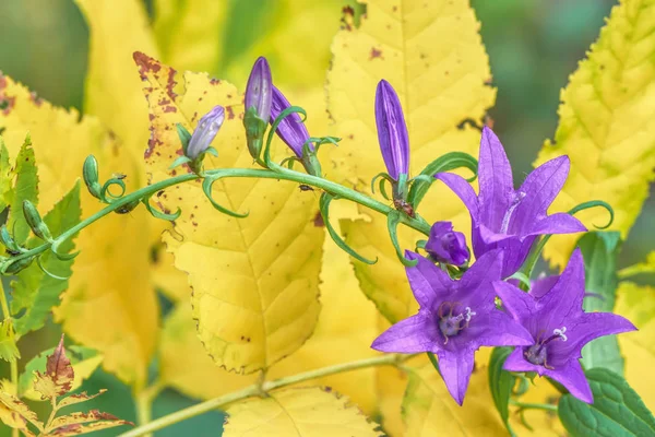 Blauwe Bloemen Een Achtergrond Van Herfst Bladeren Vergeelde — Stockfoto