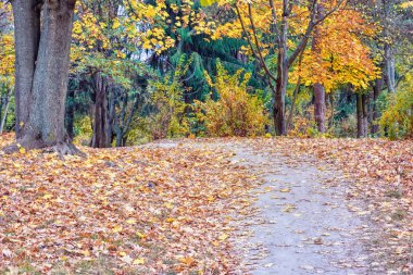 Yolun ortasında Ağaçlar Sonbahar parkta kaplı düşen yapraklar sararmış.
