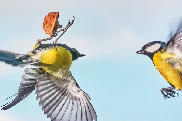 Bătălia Doi Sâni Aer Împotriva Cerului — Fotografie, imagine de stoc