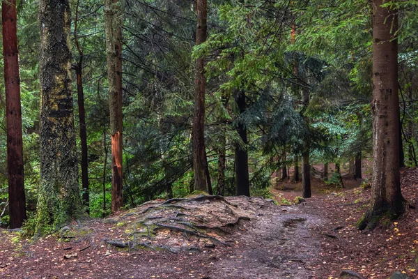 Camino Tierra Montaña Través Bosque Pinos Abetos —  Fotos de Stock