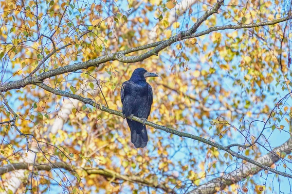 Corvo Senta Galho Fundo Folhas Amarelas Céu Azul — Fotografia de Stock