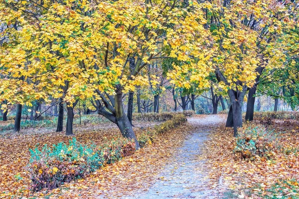 Aleja Parku Jesienią Pokryte Opadłych Liści — Zdjęcie stockowe