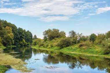 Ağaçlar ve çalılar güneşli bir kıyısında küçük bir nehir.