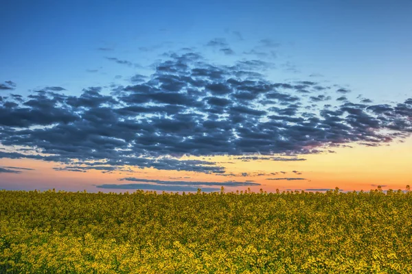 Céu Azul Com Nuvens Pôr Sol Sobre Campo Colza — Fotografia de Stock