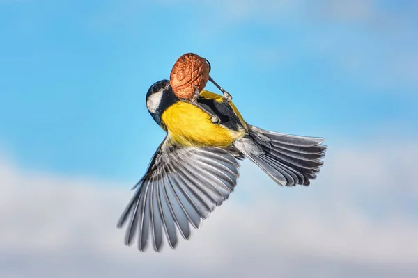 Meisen Flug Mit Einer Walnuss Gegen Den Himmel — Stockfoto