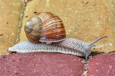 Parkta kaldırım boyunca çamur gezinme.