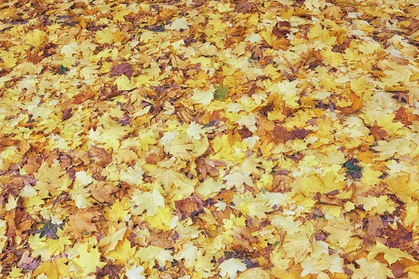 Fond Feuilles Tombées Couleurs Rouge Jaune — Photo