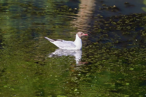 Måsen Flyter Dammen Och Reflekterar Vattnet — Stockfoto