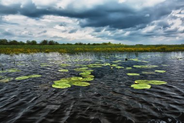Sazlıklarla nehir kıyısında fırtına bulutları.