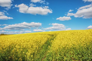 Kanola ve mavi gökyüzü bulutlu ele alan.