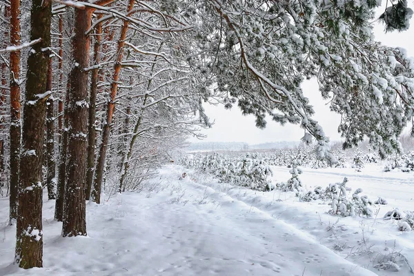 Paisaje Invernal Ramas Árboles Cubiertos Nieve Borde Del Bosque — Foto de Stock