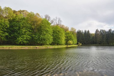 Göl ve orman kenarında bulunan, gökyüzü bulutlu.