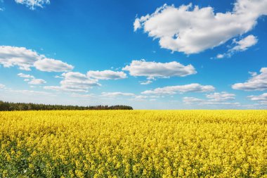 Kanola ve mavi gökyüzü bulutlu ele alan.