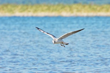 Göl üzerinde uçan martı.