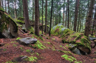 Manzara orman dağlarda akşam-.