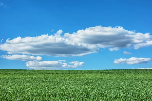 Gebied Van Tarwe Blauwe Hemel Met Wolken Hen — Stockfoto