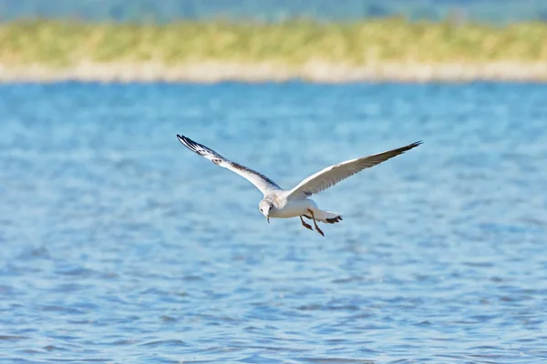 Gaivota Voo Sobre Lago — Fotografia de Stock