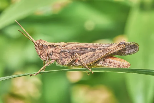 Grasshopper Grass Stalk — Stock Photo, Image