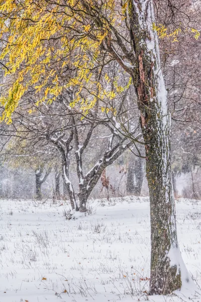 Trees Snowy Park Yellow Leaves — Stock Photo, Image